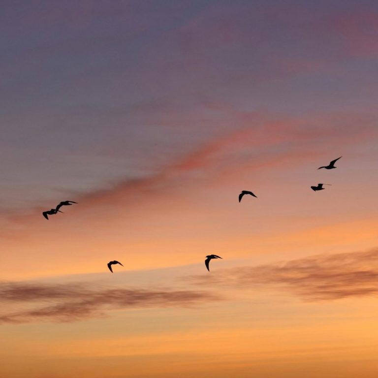 Des oiseaux volant dans un ciel coloré au coucher du soleil.